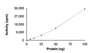 Functional Studies - Recombinant human ABL1 (mutated F317L) protein (Active) (AB206003), expandable thumbnail