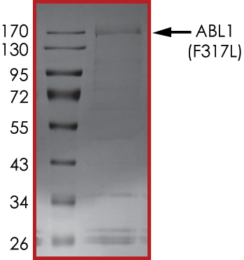 SDS-PAGE - Recombinant human ABL1 (mutated F317L) protein (Active) (AB206003), expandable thumbnail