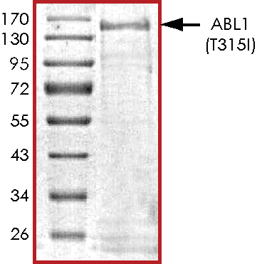 SDS-PAGE - Recombinant human ABL1 (mutated T315I) protein (Active) (AB268309)