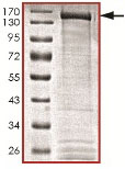 SDS-PAGE - Recombinant human ABL1 (mutated Y253F) protein (AB140419), expandable thumbnail