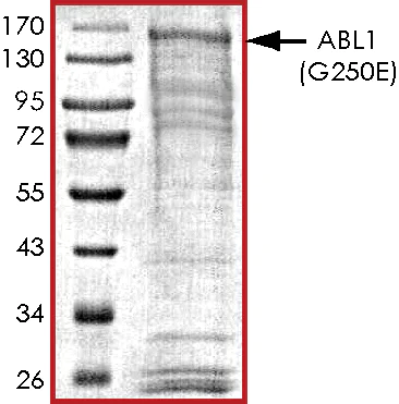 SDS-PAGE - Recombinant human ABL1 protein (AB69810)
