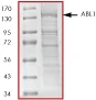 SDS-PAGE - Recombinant human ABL1 protein (His tag N-Terminus) (AB69810)