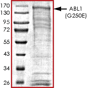 SDS-PAGE - Recombinant human ABL1 protein (His tag N-Terminus) (AB69810)