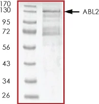 SDS-PAGE - Recombinant human ABL2 protein (His tag N-Terminus) (AB51259)