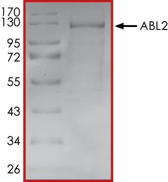 SDS-PAGE - Recombinant human ABL2 protein (His tag N-Terminus) (AB51259)