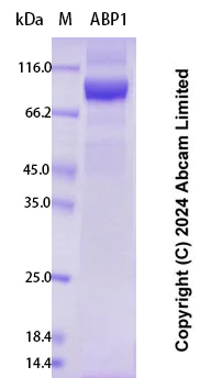 SDS-PAGE - Recombinant Human ABP1 Protein Standard (AB323060)