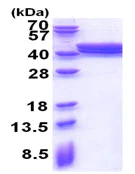 SDS-PAGE - Recombinant Human ACAD8 protein (AB174555)