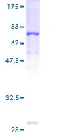 SDS-PAGE - Recombinant Human ACADL/LCAD protein (GST tag N-Terminus) (AB114591)