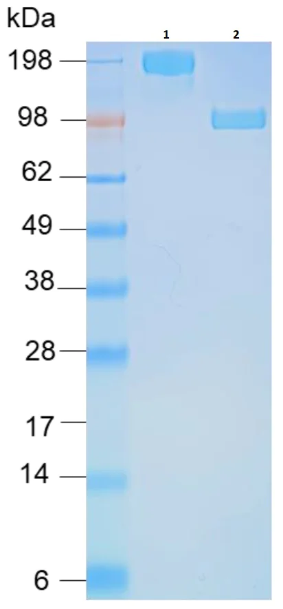 SDS-PAGE - Recombinant Human ACE2 (mutated H374N + H378N) protein (Fc Chimera) (AB273885)