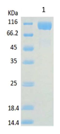 Western blot - Recombinant Human ACE2 protein (AB151852)
