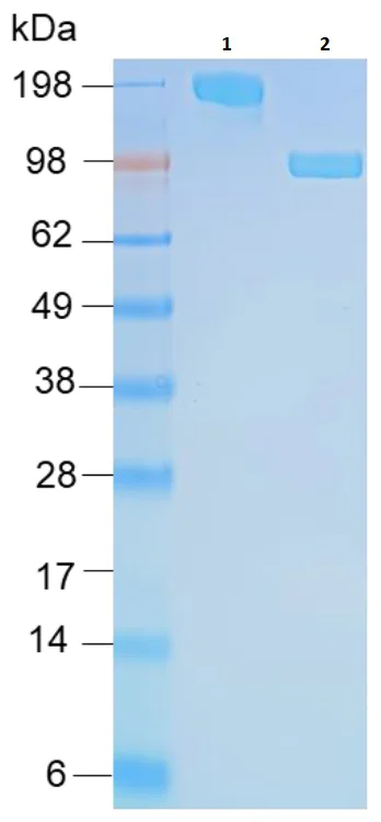 SDS-PAGE - Recombinant Human ACE2 protein (Fc Chimera) (AB273687)