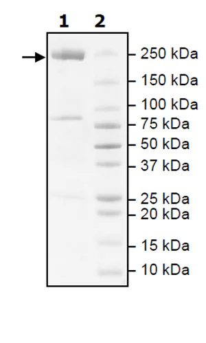 SDS-PAGE - Recombinant human Acetyl Coenzyme A Carboxylase beta protein (Active) (His tag C-Terminus) (AB271358)