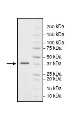 SDS-PAGE - Recombinant Human ACF1 / BAZ1A protein (AB195158)