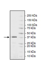 SDS-PAGE - Recombinant Human ACF1 / BAZ1A protein (GST tag N-Terminus) (AB195158)