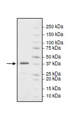 SDS-PAGE - Recombinant Human ACF1 / BAZ1A protein (GST tag N-Terminus) (AB195158)