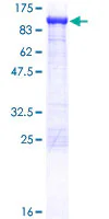 SDS-PAGE - Recombinant Human Aconitase 2 protein (GST tag N-Terminus) (AB114378)