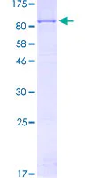SDS-PAGE - Recombinant Human ACOX3 protein (GST tag N-Terminus) (AB159987)