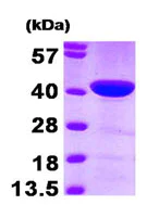 SDS-PAGE - Recombinant Human Actin Regulatory Protein CAPG/MCP (Tag Free) (AB95385)
