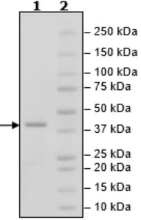 SDS-PAGE - Recombinant Human Activin Receptor Type IA protein (Active) (Biotin) (AB271359)