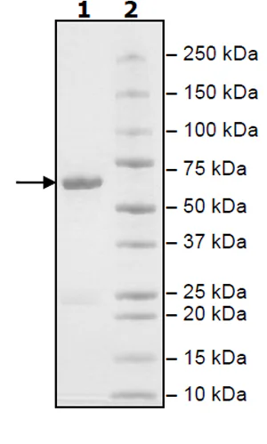 SDS-PAGE - Recombinant human Activin Receptor Type IA protein (Active) (GST tag N-Terminus) (AB271360)