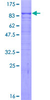 SDS-PAGE - Recombinant Human Activin Receptor Type IIA/ACVR2A protein (GST tag N-Terminus) (AB114448)