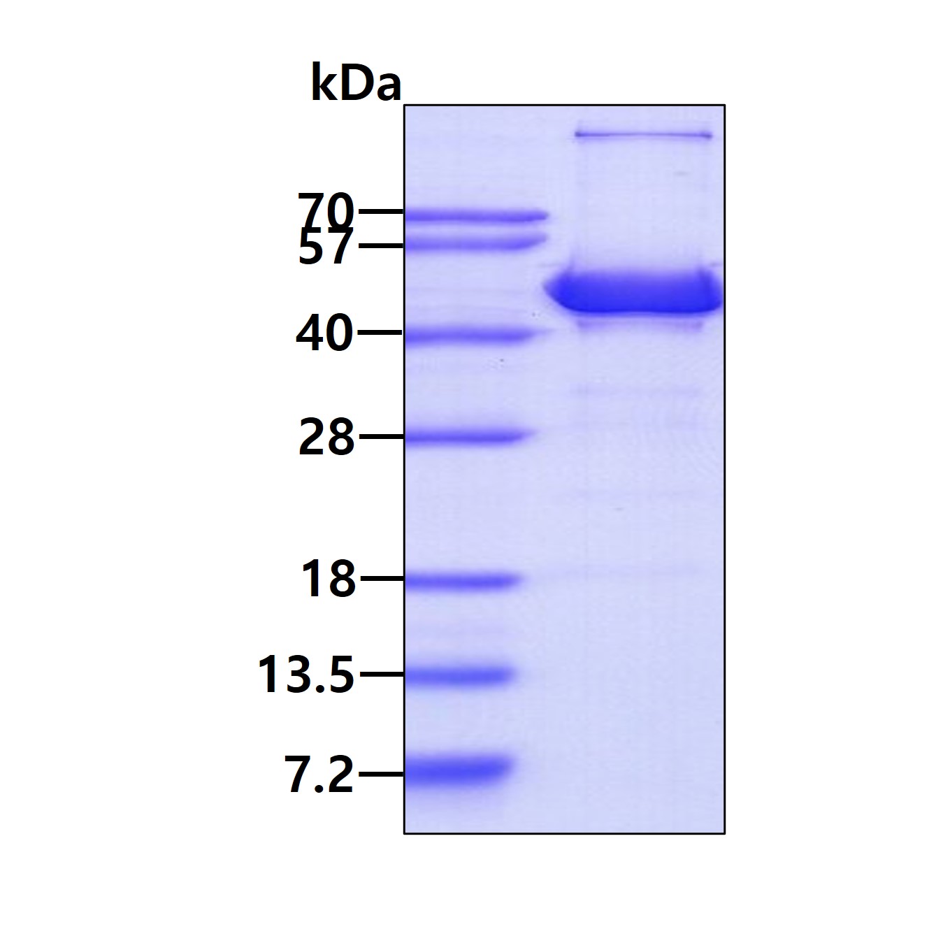 SDS-PAGE - Recombinant Human ACY-1 protein (AB99247), expandable thumbnail