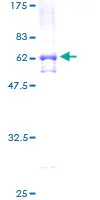 SDS-PAGE - Recombinant Human ADA2a protein (GST tag N-Terminus) (AB159622)