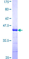 SDS-PAGE - Recombinant Human ADAMTS2/NPI protein (GST tag N-Terminus) (AB160522)