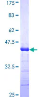 SDS-PAGE - Recombinant Human ADAMTS2/NPI protein (GST tag N-Terminus) (AB160522)