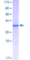Recombinant Human ADAMTS8 protein