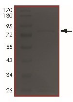 SDS-PAGE - Recombinant Human ADCK5 protein (AB191463), expandable thumbnail