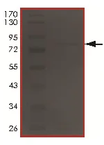 SDS-PAGE - Recombinant Human ADCK5 protein (AB191463)