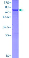 SDS-PAGE - Recombinant Human ADH1B protein (GST tag N-Terminus) (AB116934)