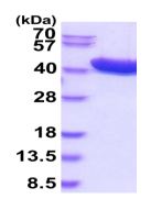 SDS-PAGE - Recombinant Human ADH1C protein (His tag C-Terminus) (AB219448)