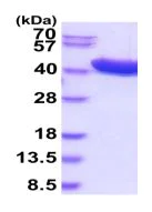 SDS-PAGE - Recombinant Human ADH1C protein (His tag C-Terminus) (AB219448)