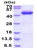SDS-PAGE - Recombinant Human ADH1C protein (His tag N-Terminus) (AB128432)