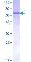 SDS-PAGE - Recombinant Human ADH4 protein (GST tag N-Terminus) (AB132569)