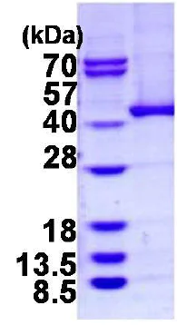 SDS-PAGE - Recombinant Human ADH5 protein (His tag N-Terminus) (AB124573)