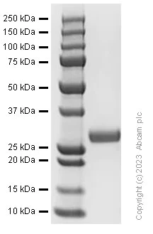 SDS-PAGE - Recombinant Human Adiponectin protein (AB310800)