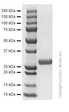 SDS-PAGE - Recombinant Human Adiponectin protein (AB310800)