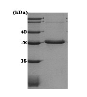 SDS-PAGE - Recombinant Human Adiponectin protein (AB51294), expandable thumbnail