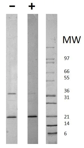 SDS-PAGE - Recombinant human Adiponectin protein (AB78588)