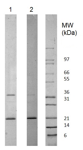 SDS-PAGE - Recombinant human Adiponectin protein (Animal Free) (AB222177), expandable thumbnail