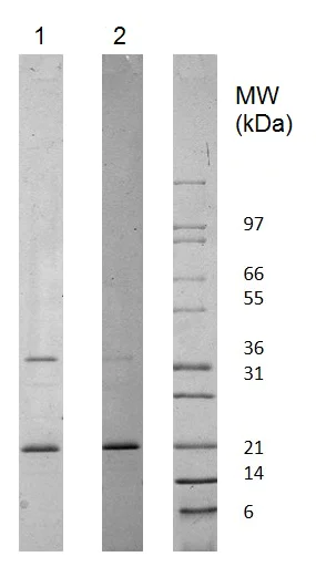 SDS-PAGE - Recombinant human Adiponectin protein (Animal Free) (AB222177)