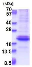 SDS-PAGE - Recombinant Human Adiponectin protein (Denatured) (His tag N-Terminus) (AB180294)