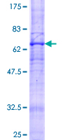 SDS-PAGE - Recombinant Human Adiponectin Receptor 2/ADIPOR2 protein (GST tag N-Terminus) (AB153509)