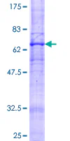 SDS-PAGE - Recombinant Human Adiponectin Receptor 2/ADIPOR2 protein (GST tag N-Terminus) (AB153509)