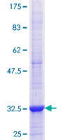 Recombinant Human ADIPOR1 protein