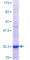SDS-PAGE - Recombinant Human ADIPOR1 protein (GST tag N-Terminus) (AB153328)