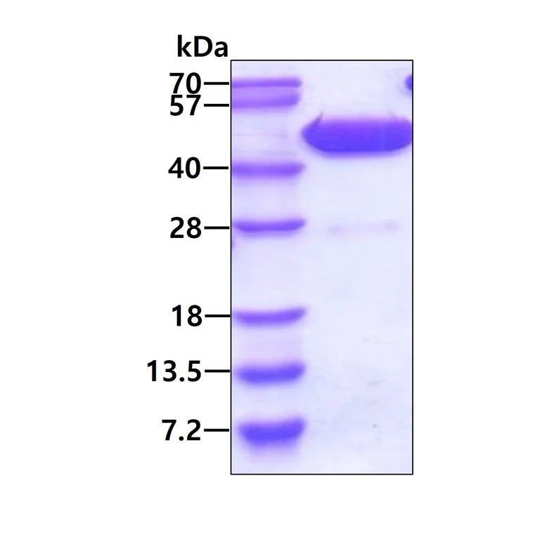 SDS-PAGE - Recombinant Human ADK protein (AB95495)